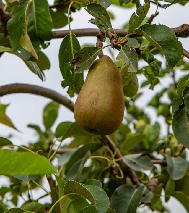 Birnen, herbstlicher Salat, exotisch oder regional?