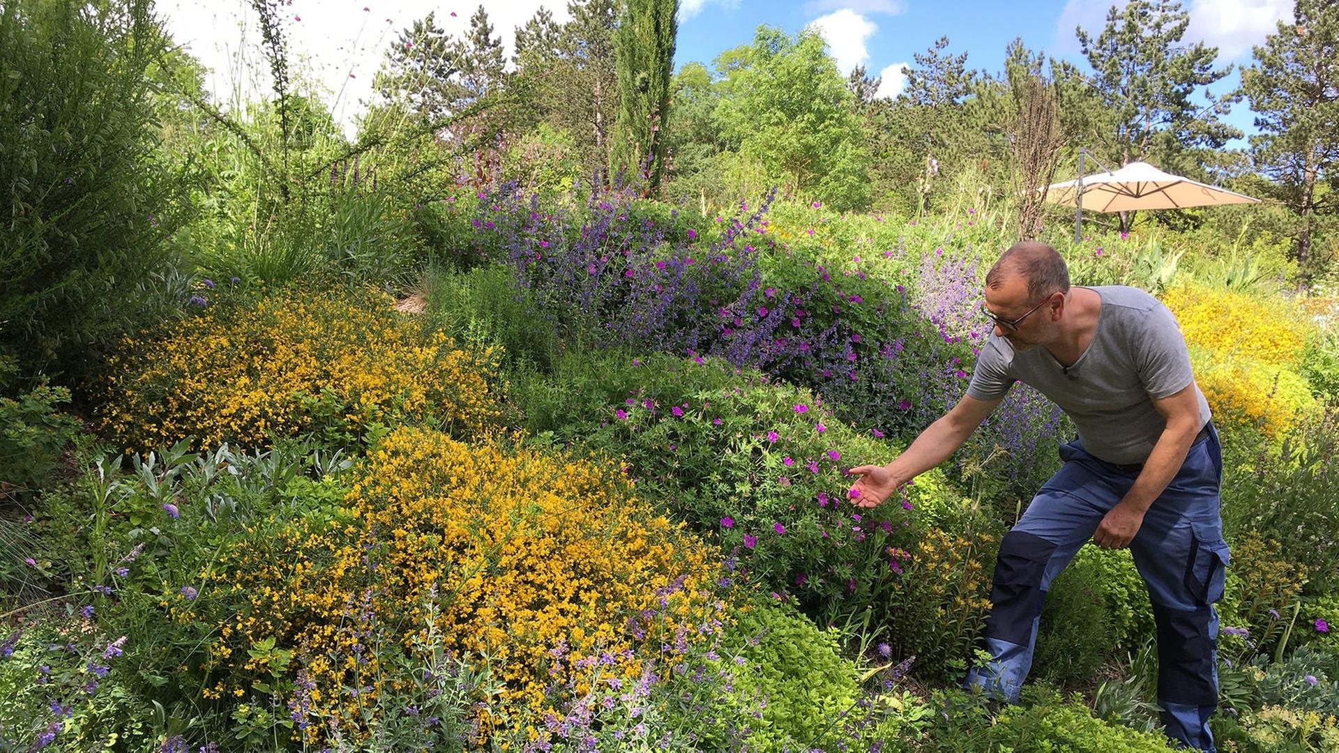 Blumen im Park und Garten