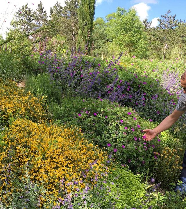 Blumen im Park und Garten