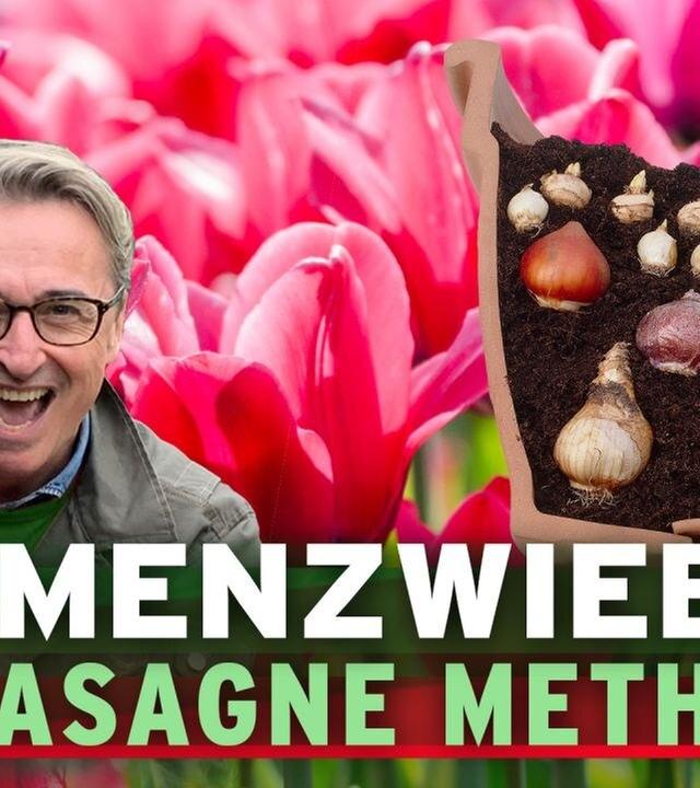 Blumenzwiebeln für Balkon und Terrasse in Kübel pflanzen - so geht’s!