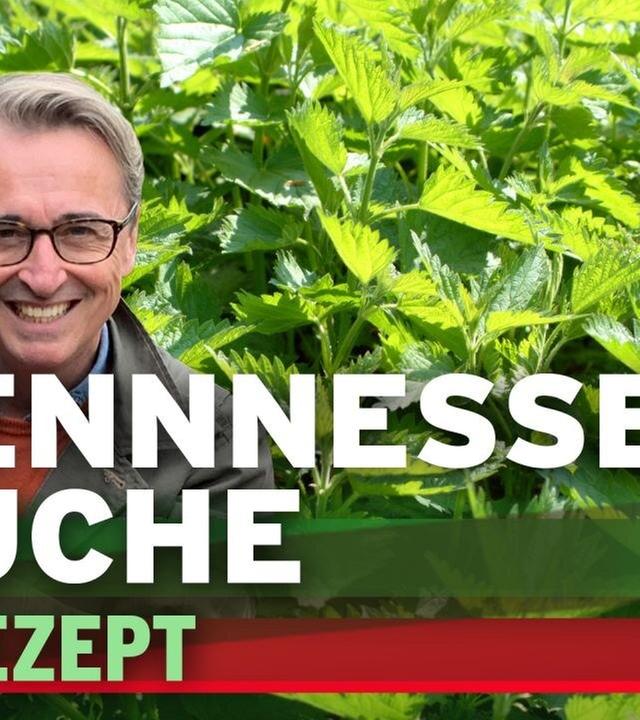 Brennnesseljauche - Bester Dünger für gesunde Pflanzen