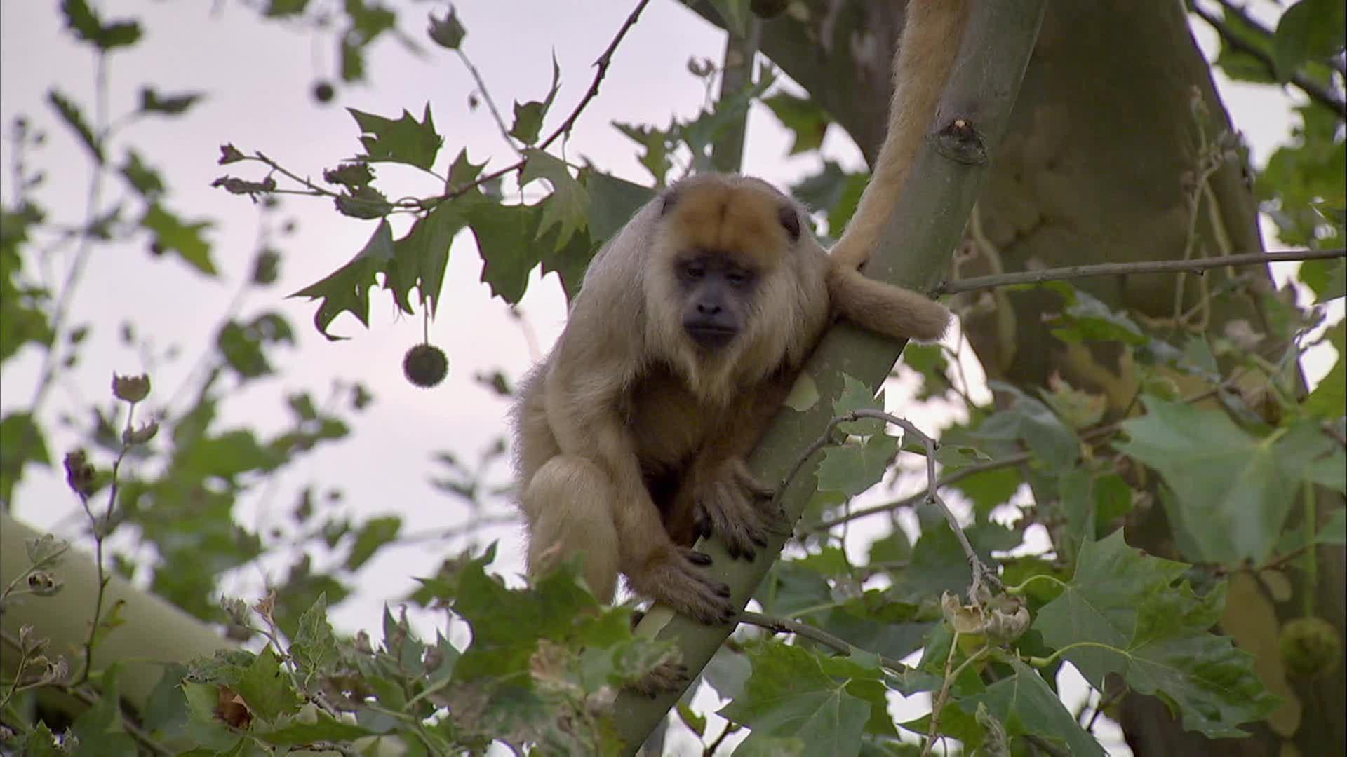 Brillenbär trifft auf Brüllaffe