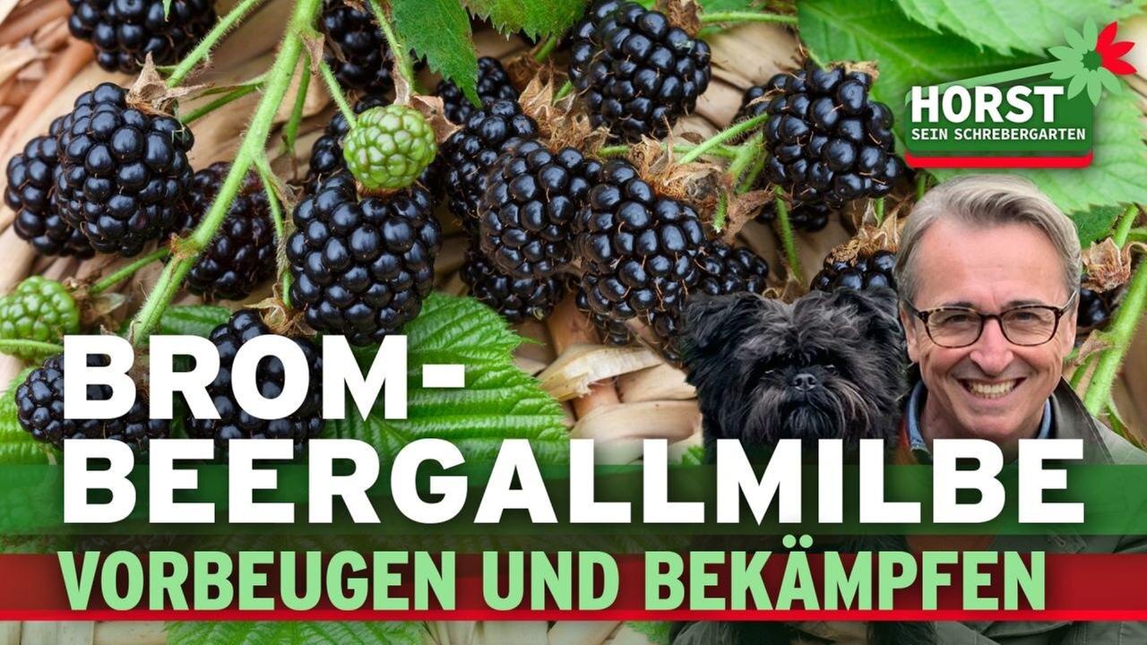 Brombeergallbmilbe vorbeugen und bekämpfen