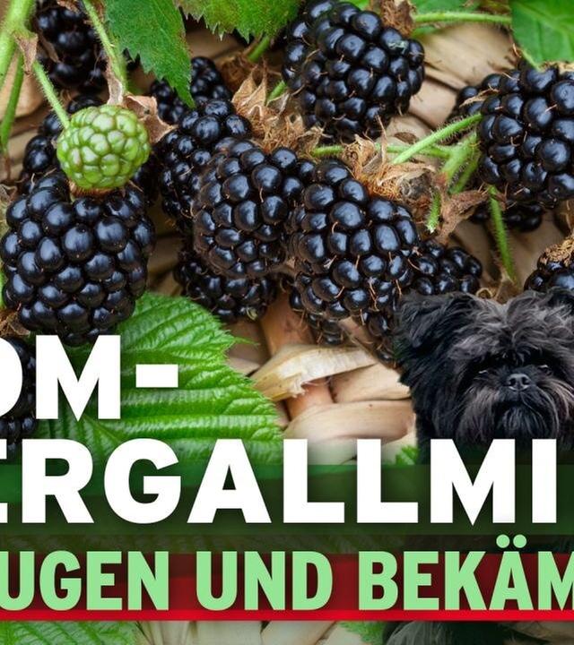 Brombeergallbmilbe vorbeugen und bekämpfen