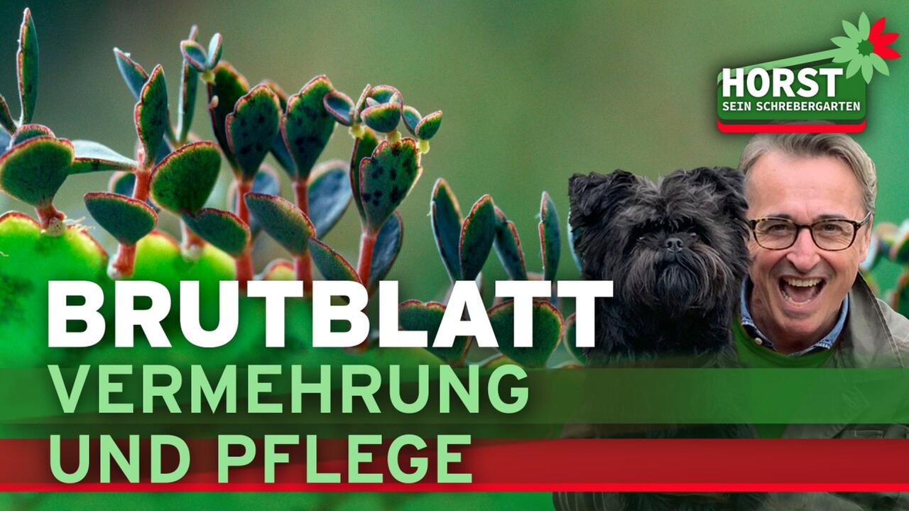 Brutblatt - Vermehrung und Pflege