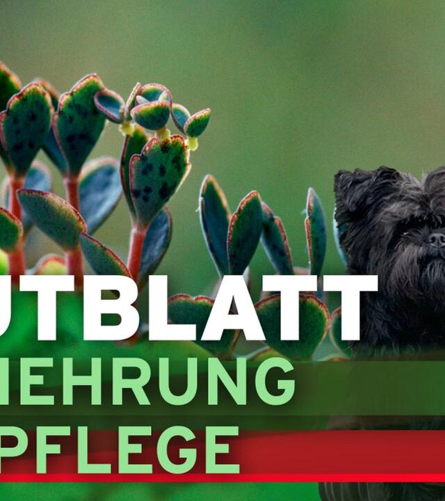 Brutblatt - Vermehrung und Pflege