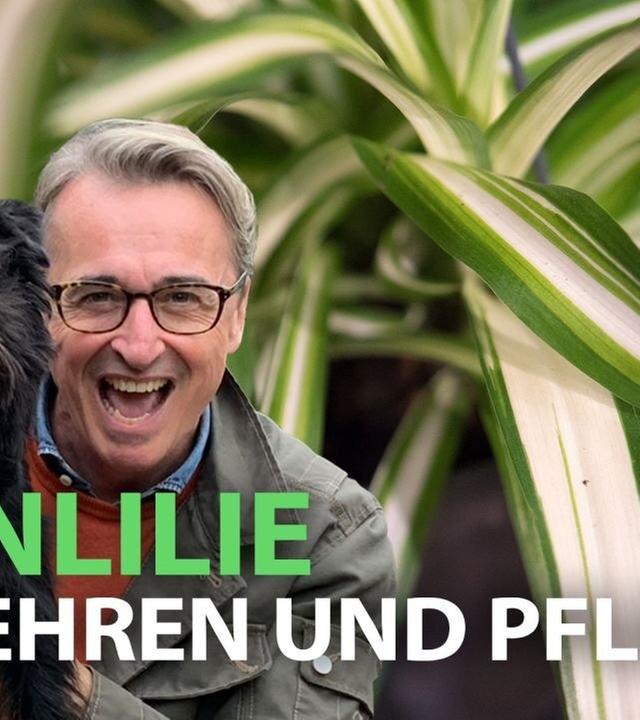 Chlorophytum - die Wunderpflanze für Anfänger