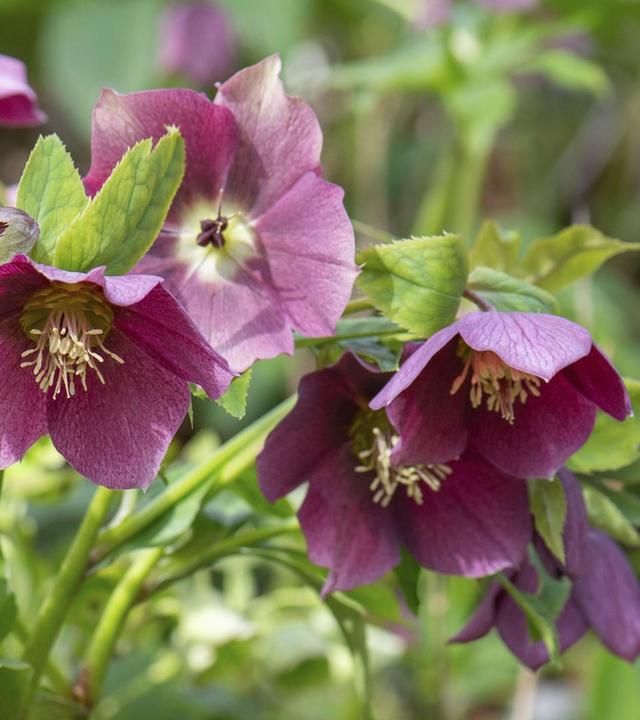 Christrosen,Winterpilze, Maulbeerbaum