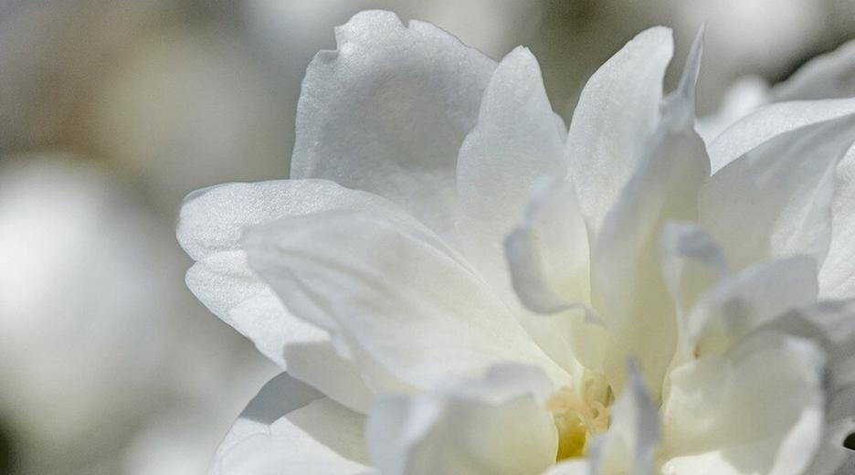 Citrus, Jasmin und Bienenwachs - Die Welt der Gerüche