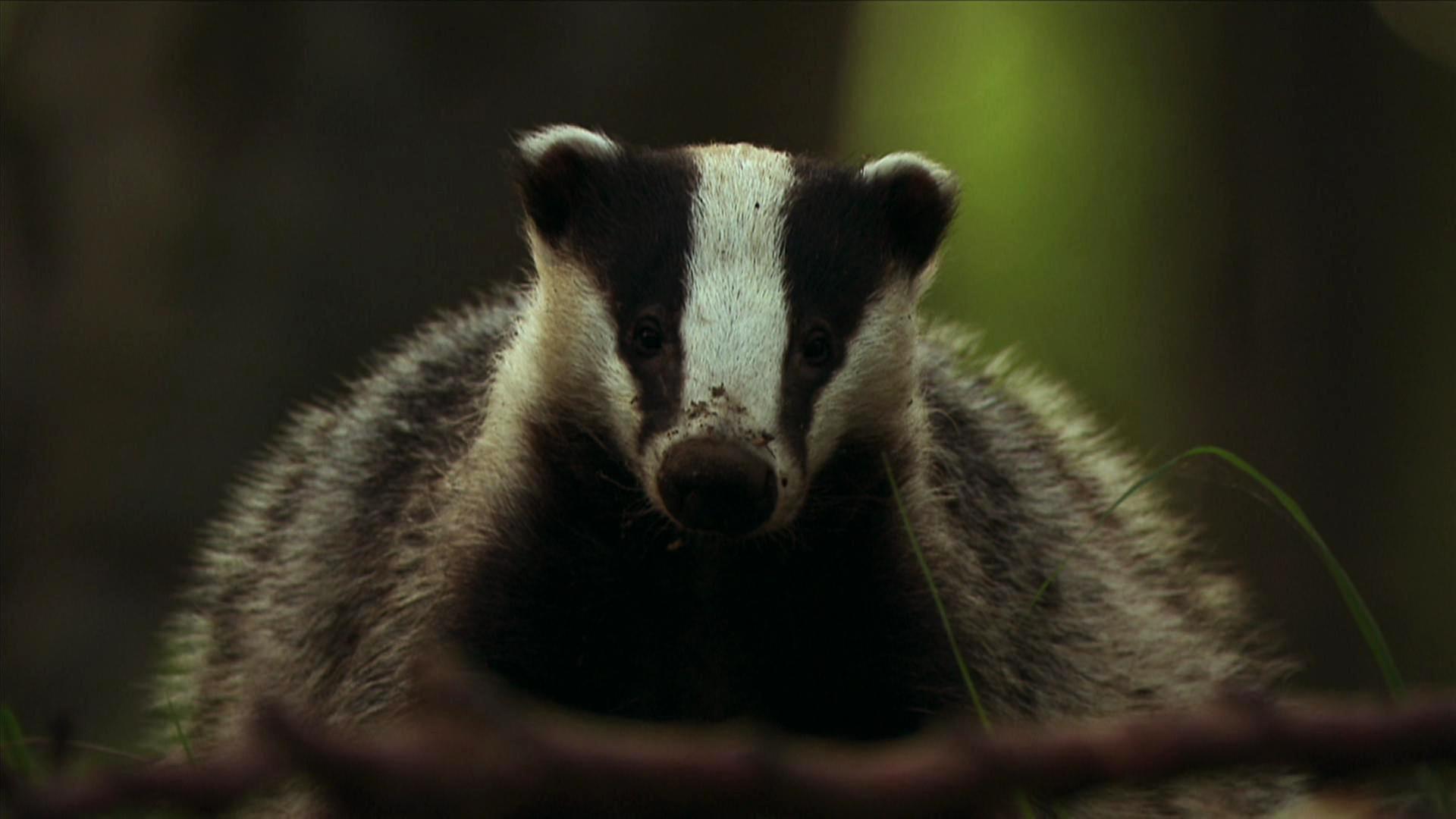 Dachse - Unsere unbekannten Nachbarn