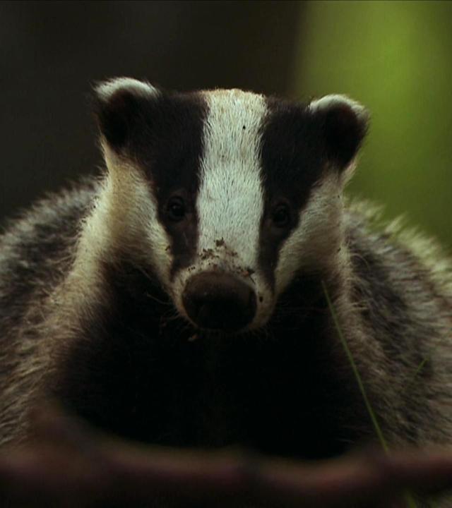 Dachse - Unsere unbekannten Nachbarn