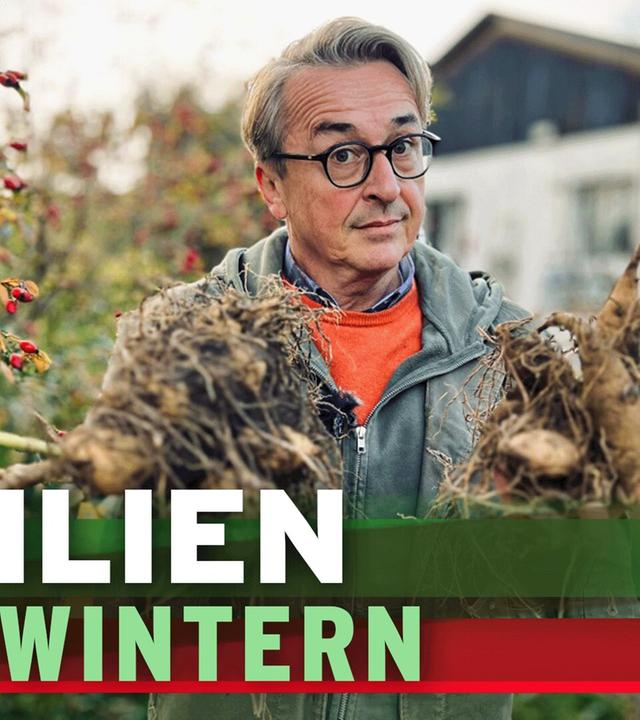 Dahlien überwintern - sind Dahlienknollen winterhart?