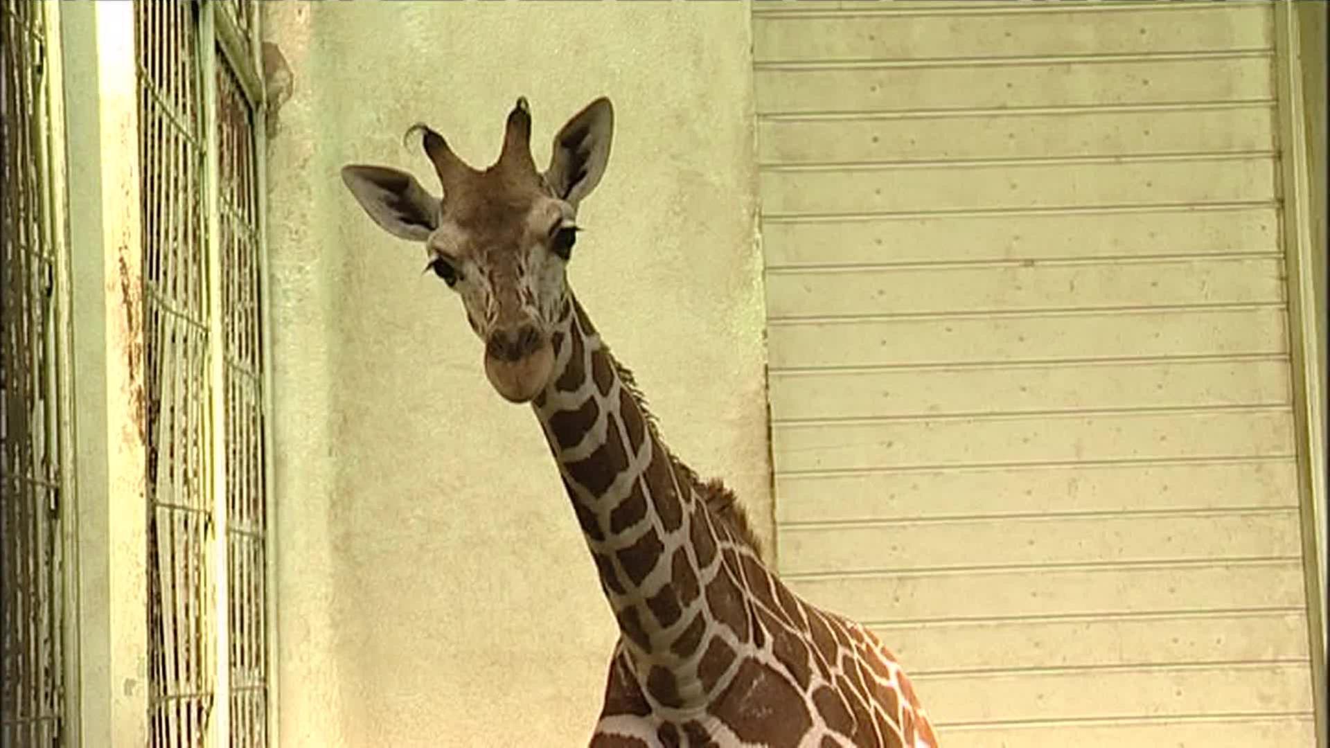 Das Drama geht weiter