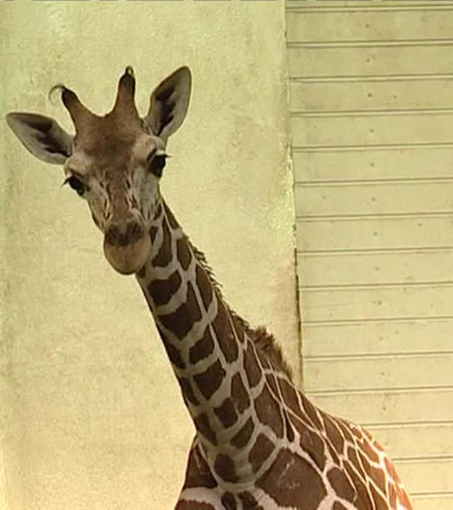 Das Drama geht weiter