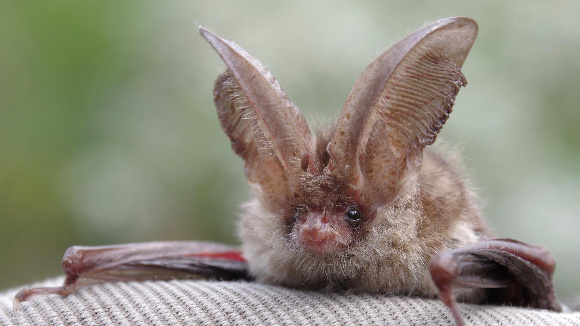 Das Graue Langohr · Winzling im Kitzinger Land