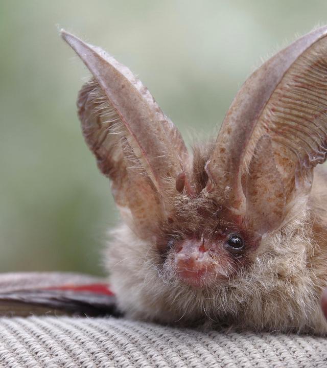 Das Graue Langohr · Winzling im Kitzinger Land