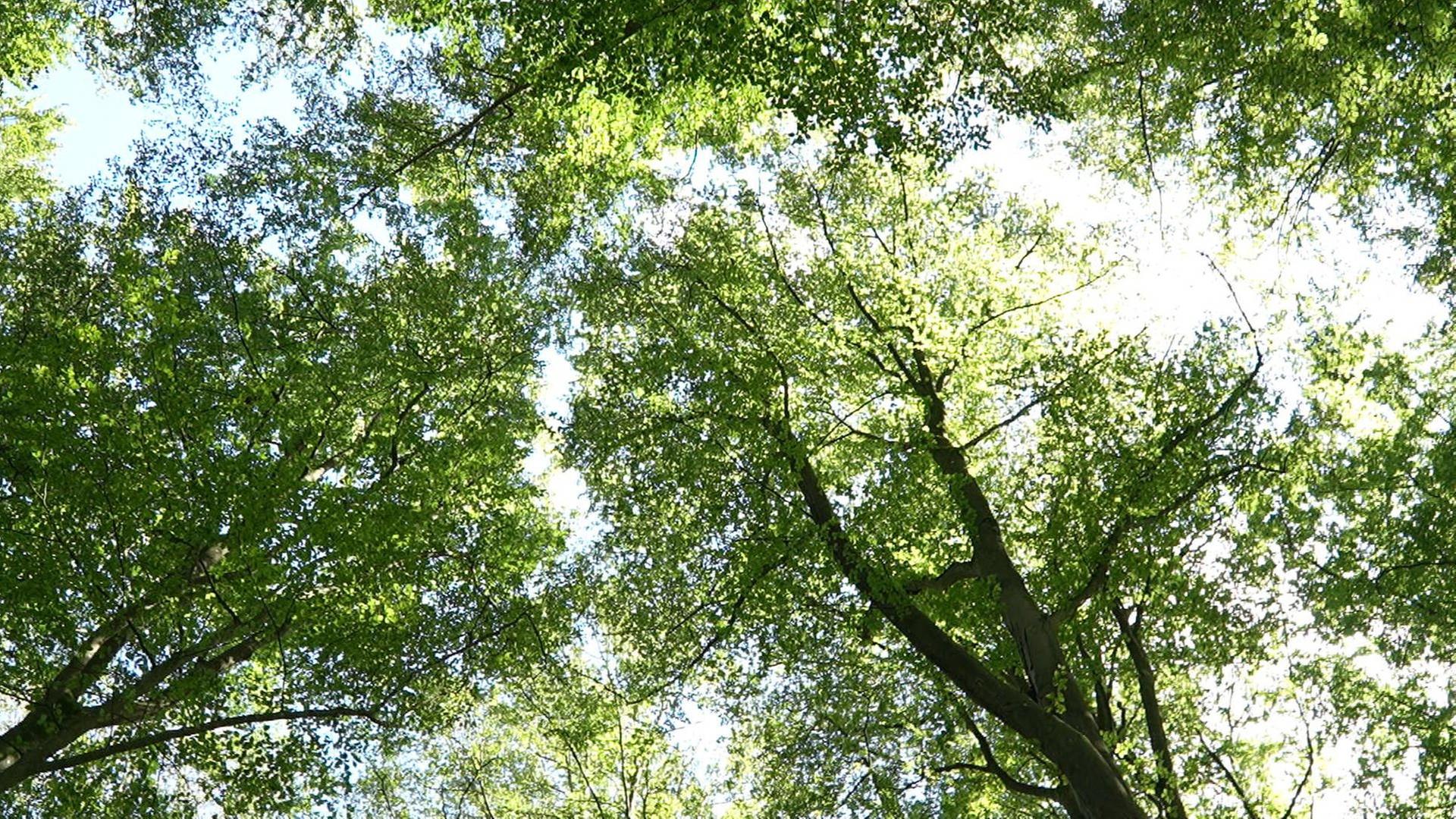Den Wald entdecken: Pilze suchen, Bucheckern sammeln und im Wald baden