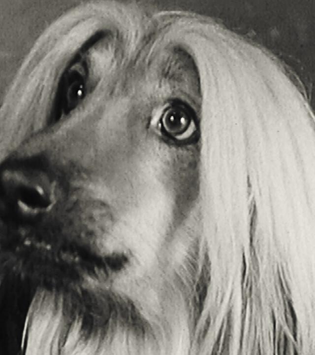 Der beste Freund des Menschen