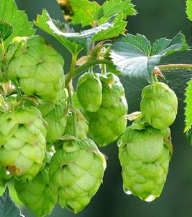 Der Hopfen
