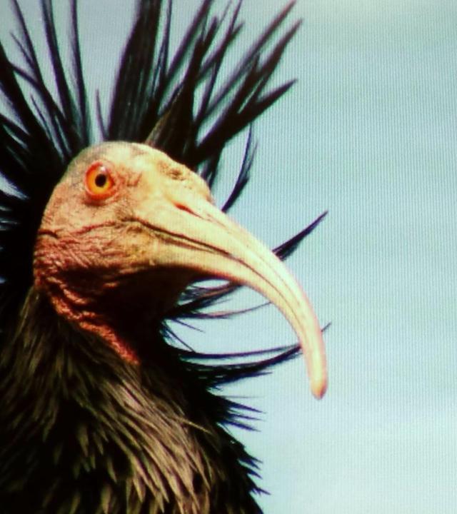 Der Punkvogel kehrt zurück