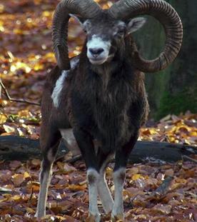 Der Solling - Niedersachsens wilder Süden