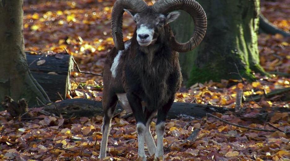 Der Solling - Niedersachsens wilder Süden