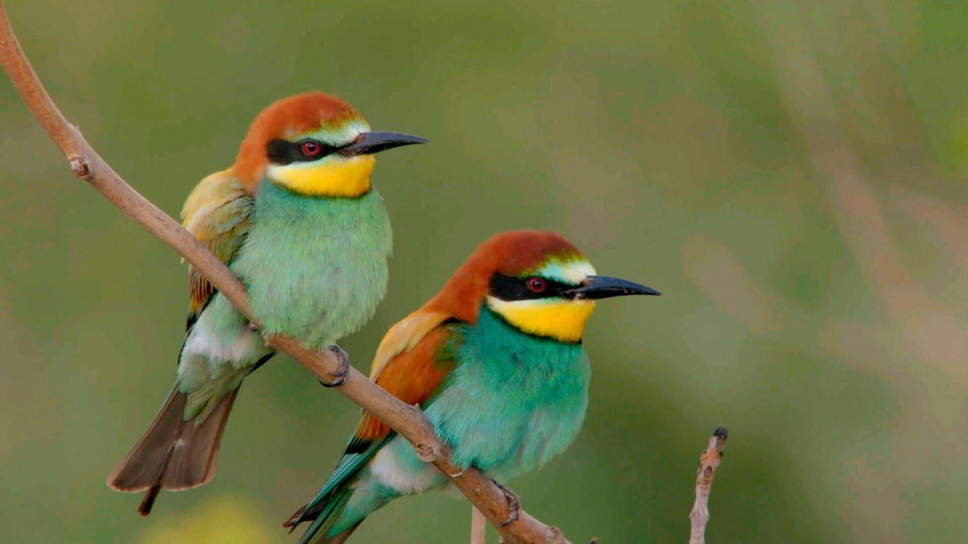 Der wilde Norden: Das Mindener Land