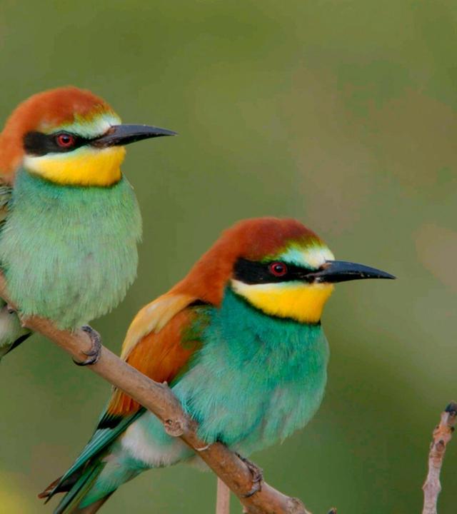 Der wilde Norden: Das Mindener Land