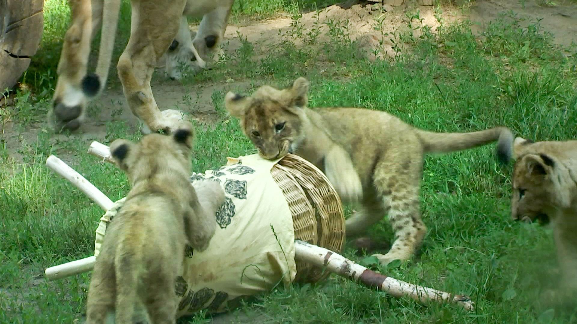 Des "Gräsers" fette Beute