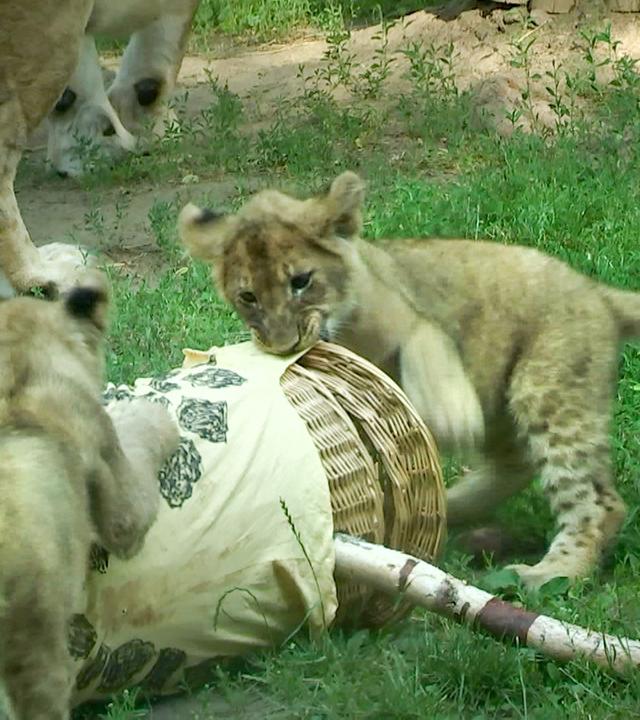Des "Gräsers" fette Beute
