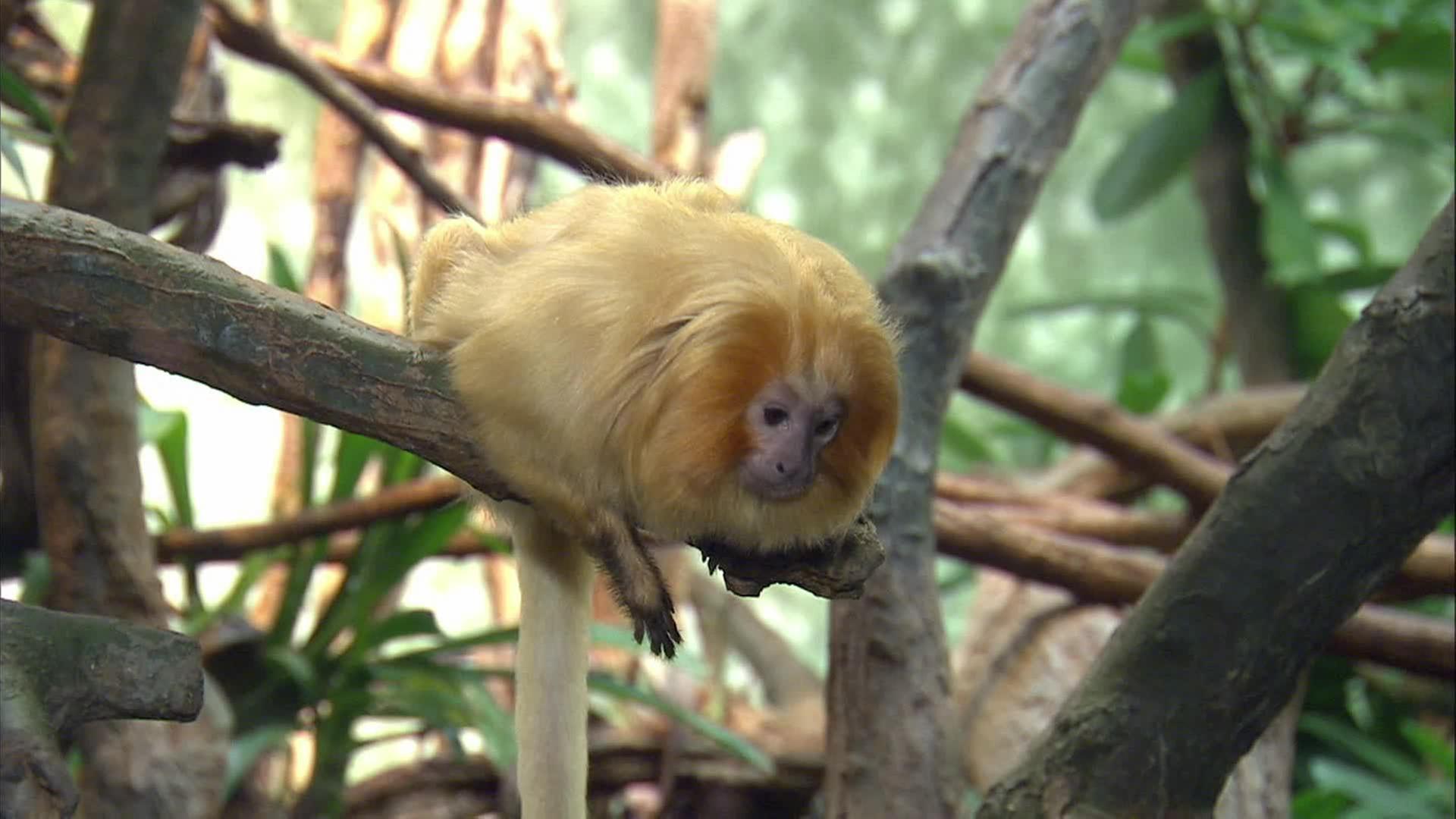 Die Bärin auf Klettertour