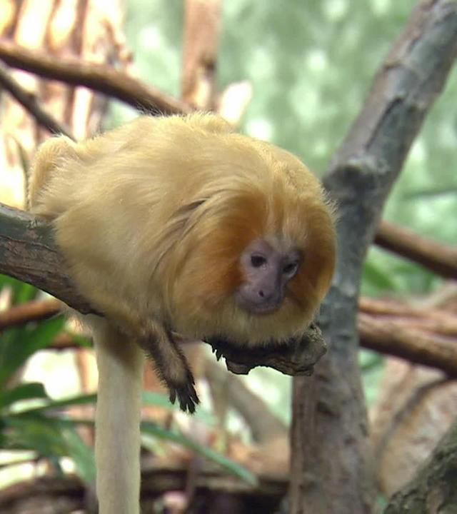 Die Bärin auf Klettertour