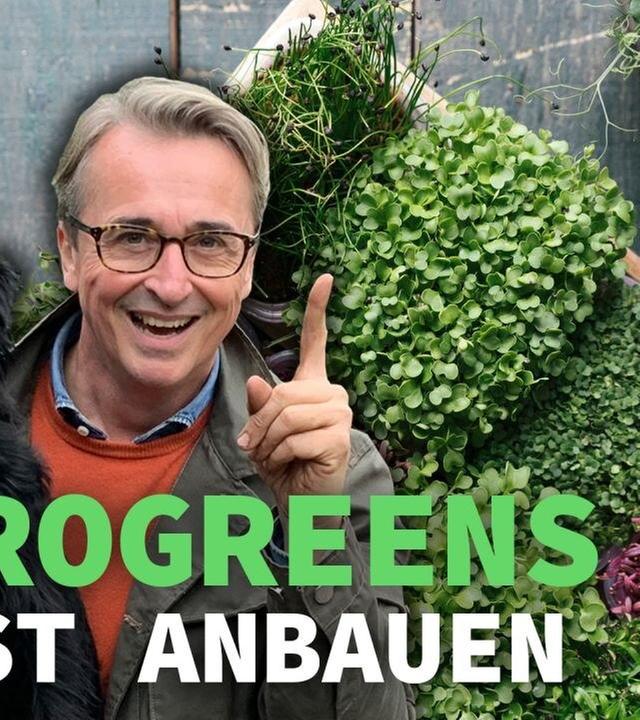 Die besten Superfood Microgreens ganz einfach selbst anbauen