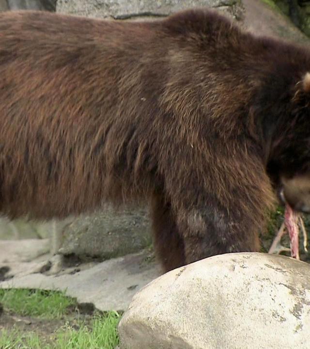 Die Buddelfreuden der Bären