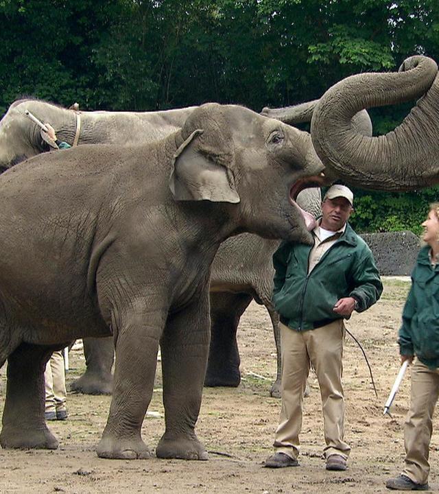 Die Elefantenshow zur Dschungelnacht