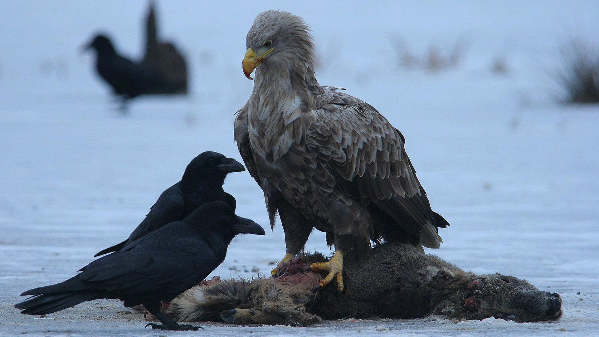 Die Holsteinische Schweiz - Im Reich des Seeadlers