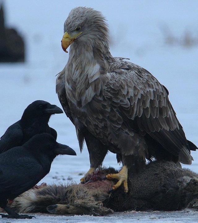 Die Holsteinische Schweiz - Im Reich des Seeadlers