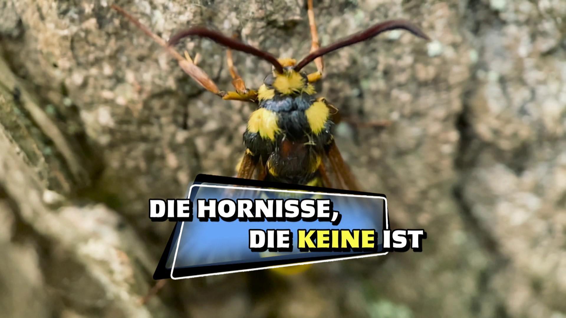 Die Hornisse, die keine ist · Das kleine 1x1 der Artenkunde