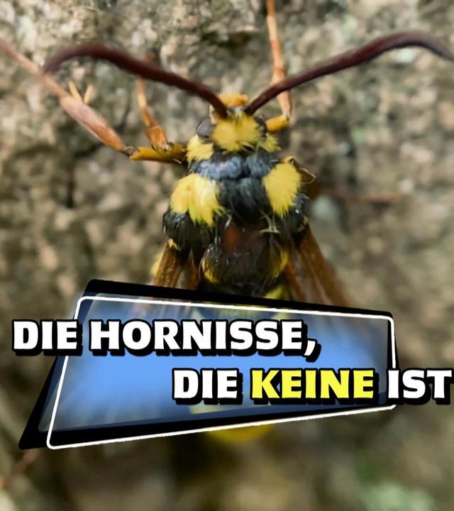 Die Hornisse, die keine ist · Das kleine 1x1 der Artenkunde