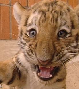 Die Kamera im Visier -