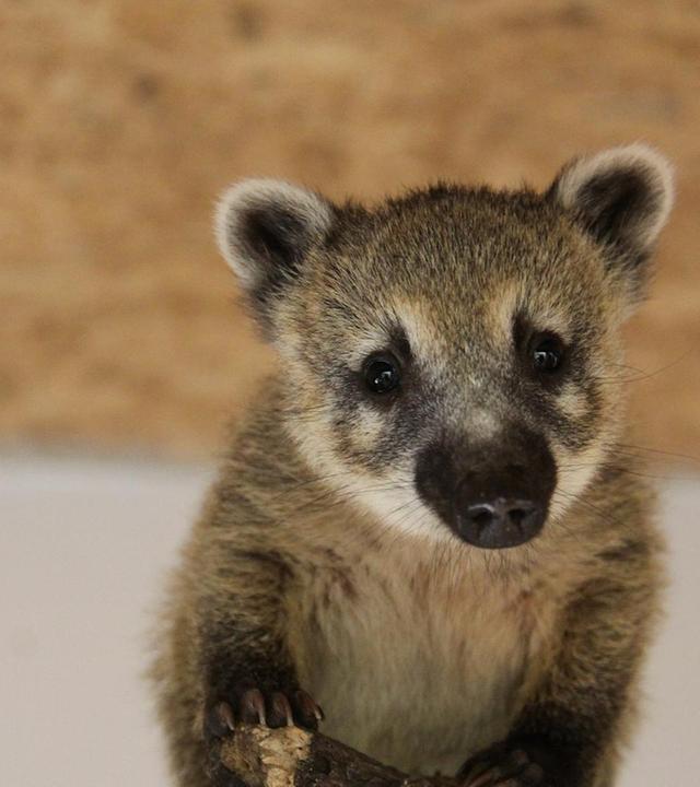 Die Nasenbär-Babys brauchen eine Mama