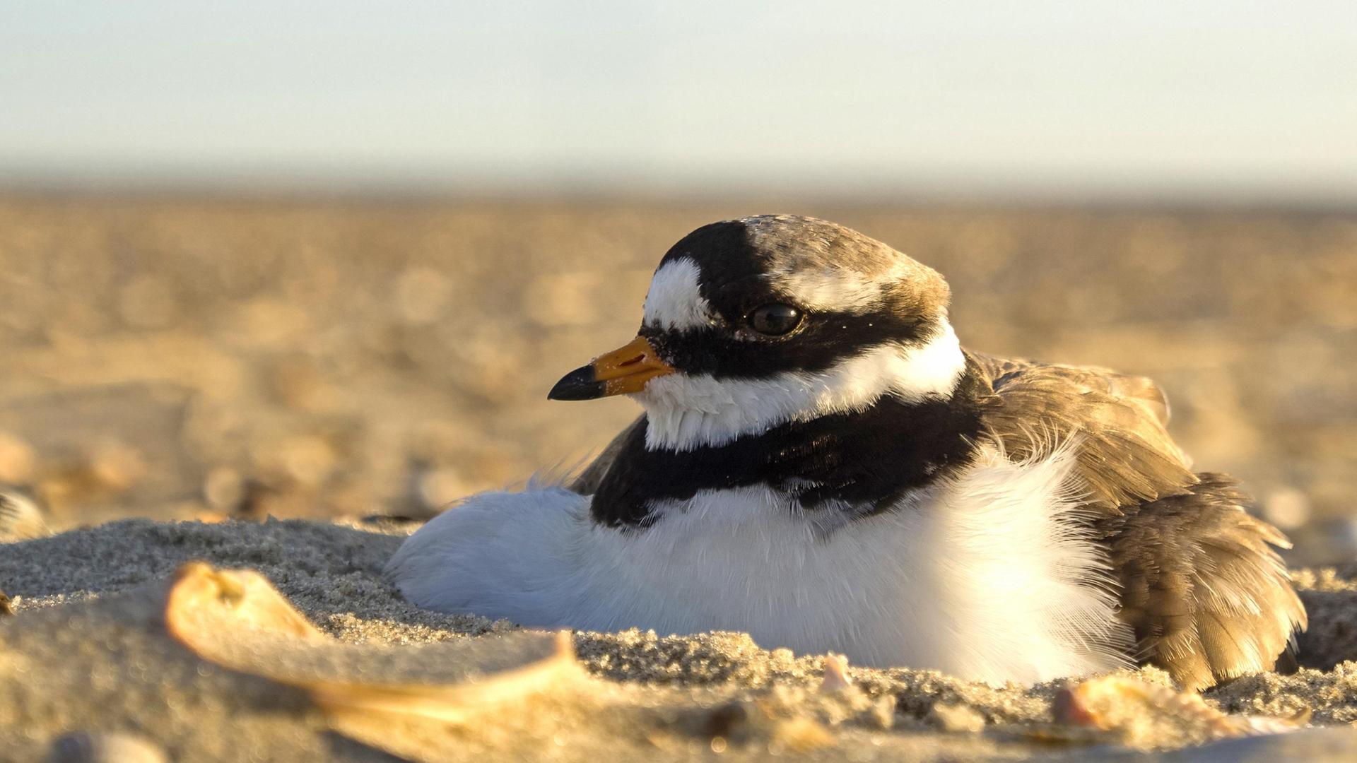 Die Ostfriesischen Inseln - Geboren aus Sand