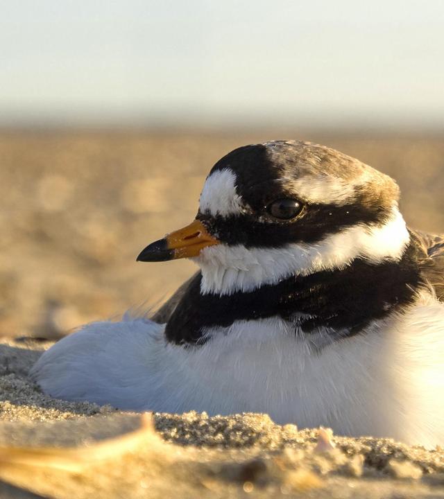 Die Ostfriesischen Inseln - Geboren aus Sand