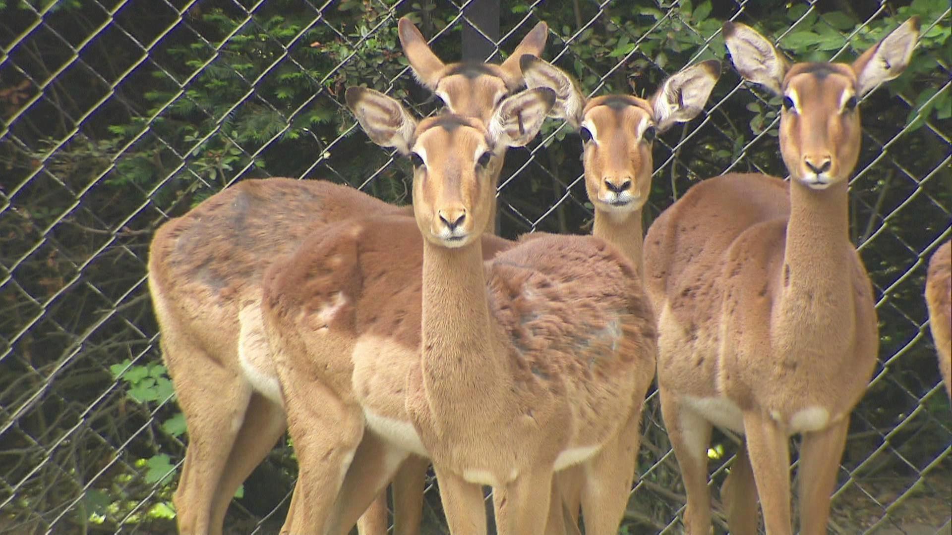 Die Regenmacher vom Giraffenrevier
