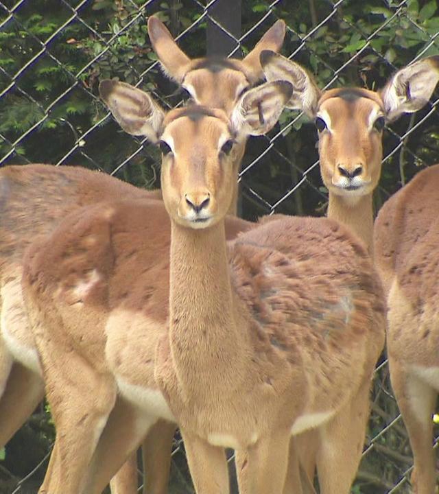 Die Regenmacher vom Giraffenrevier