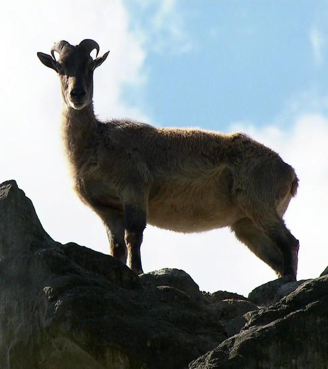 Die Tahirziegen wollen hoch hinaus