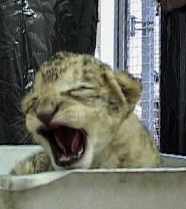 Die verpatzte Mittagspause