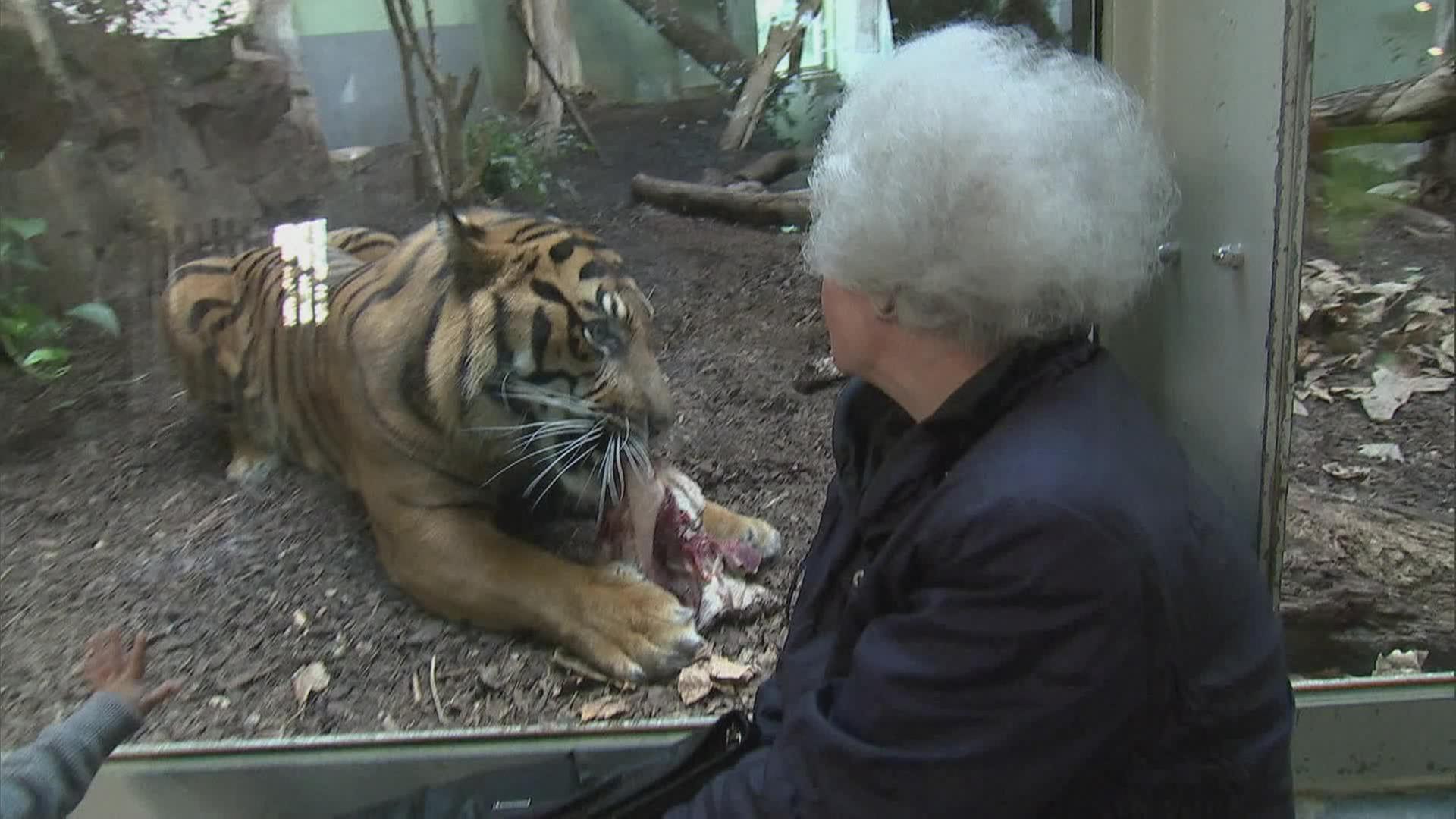 Dinner for Two: Tiger Vanni speist nicht gern allein