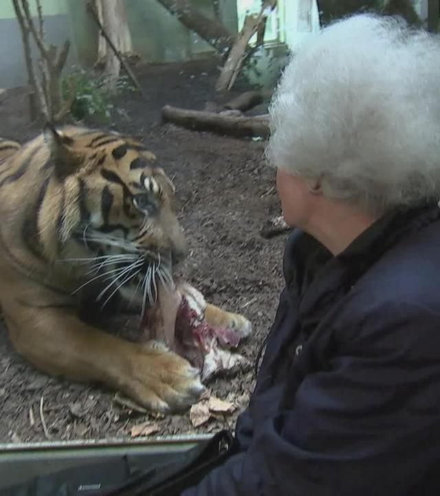 Dinner for Two: Tiger Vanni speist nicht gern allein
