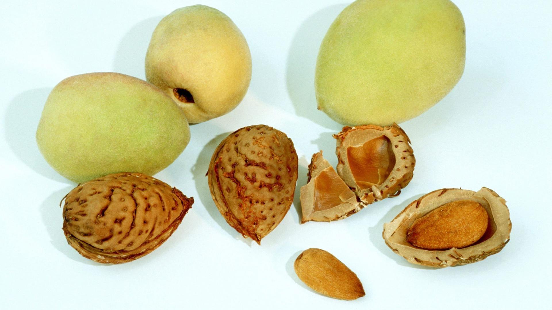 Echte Mandel, Gemüseheldinnen, Zimmerpflanzenpflege